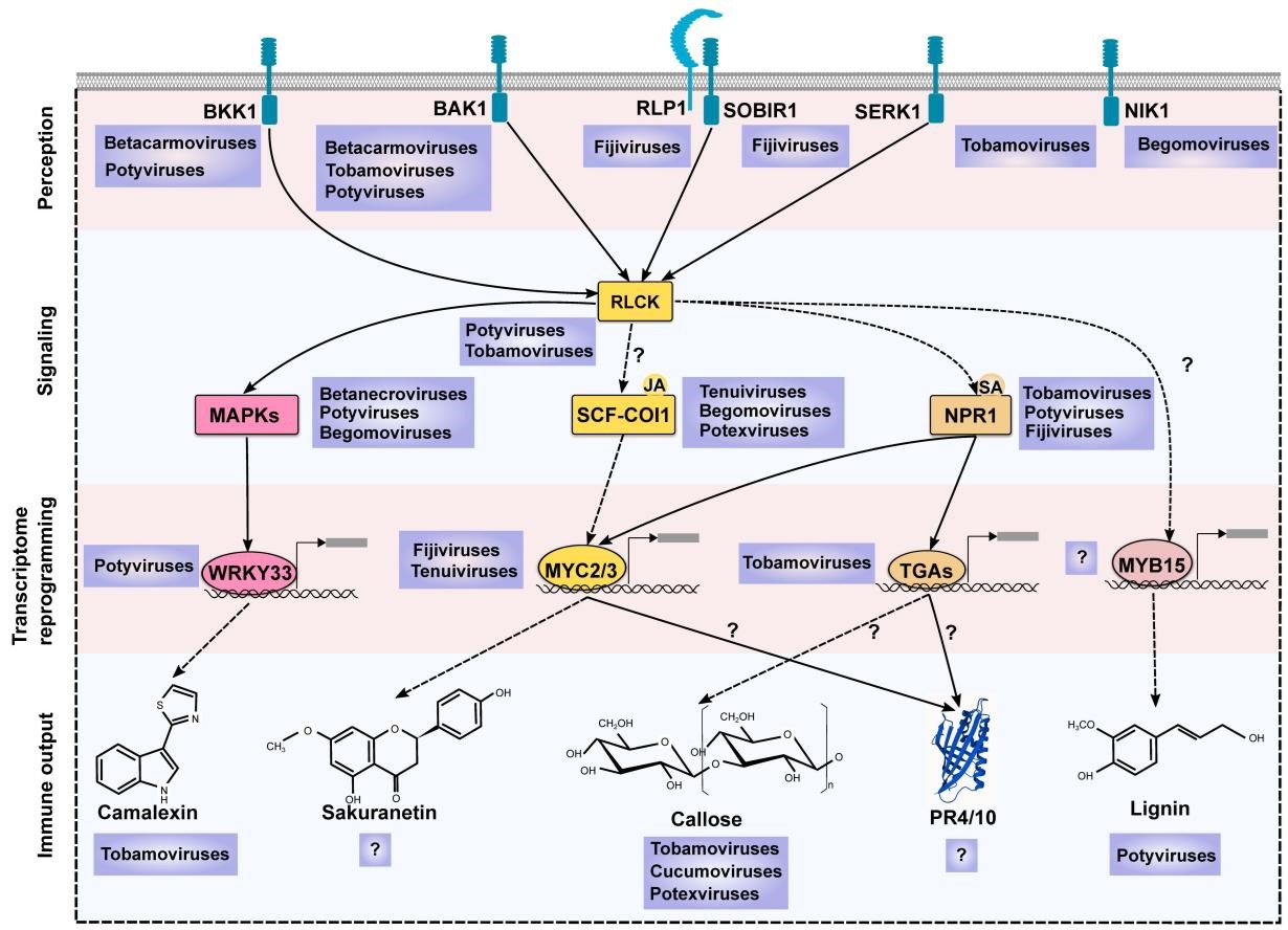 在线德州扑克现金