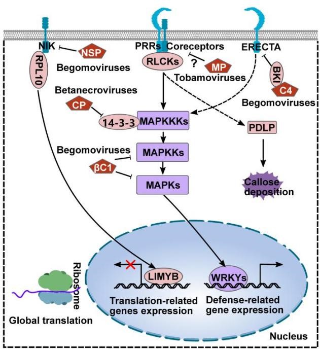 在线德州扑克现金