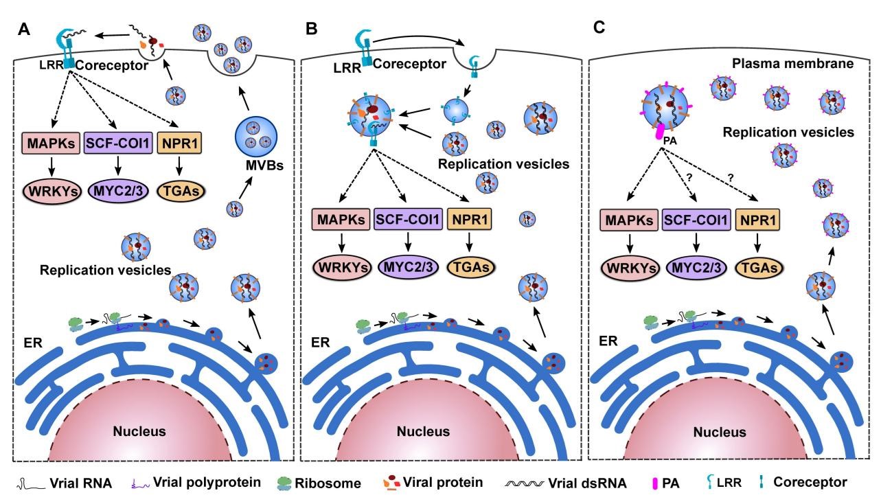在线德州扑克现金