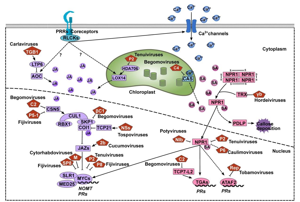 在线德州扑克现金